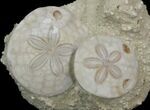 Beautiful Fossil Sand Dollar (Amphiope) Pair - France #41368-2